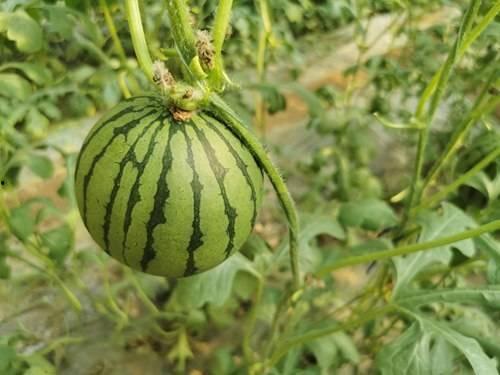 杭州网红打架吃瓜,网络热传的“吃瓜”瞬间