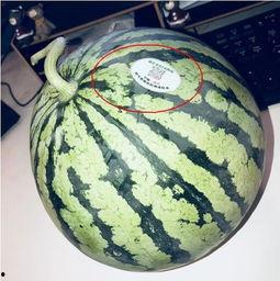 澳洲网红吃瓜,揭秘网红圈幕后趣事